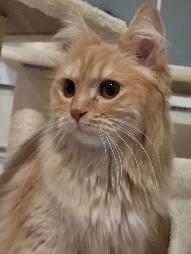 Pisica portocalie – Persana / Garfield