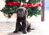 Labrador Retriver