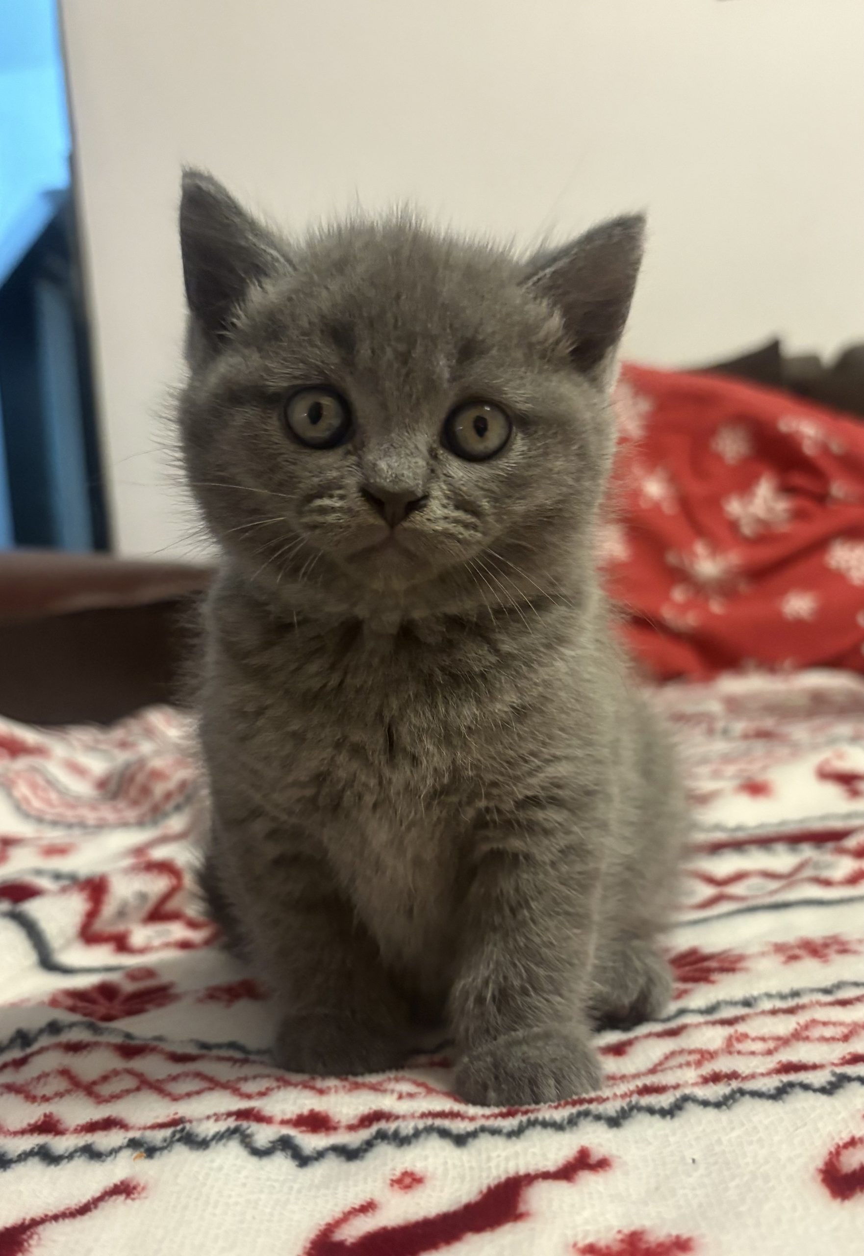 Pui de pisică British