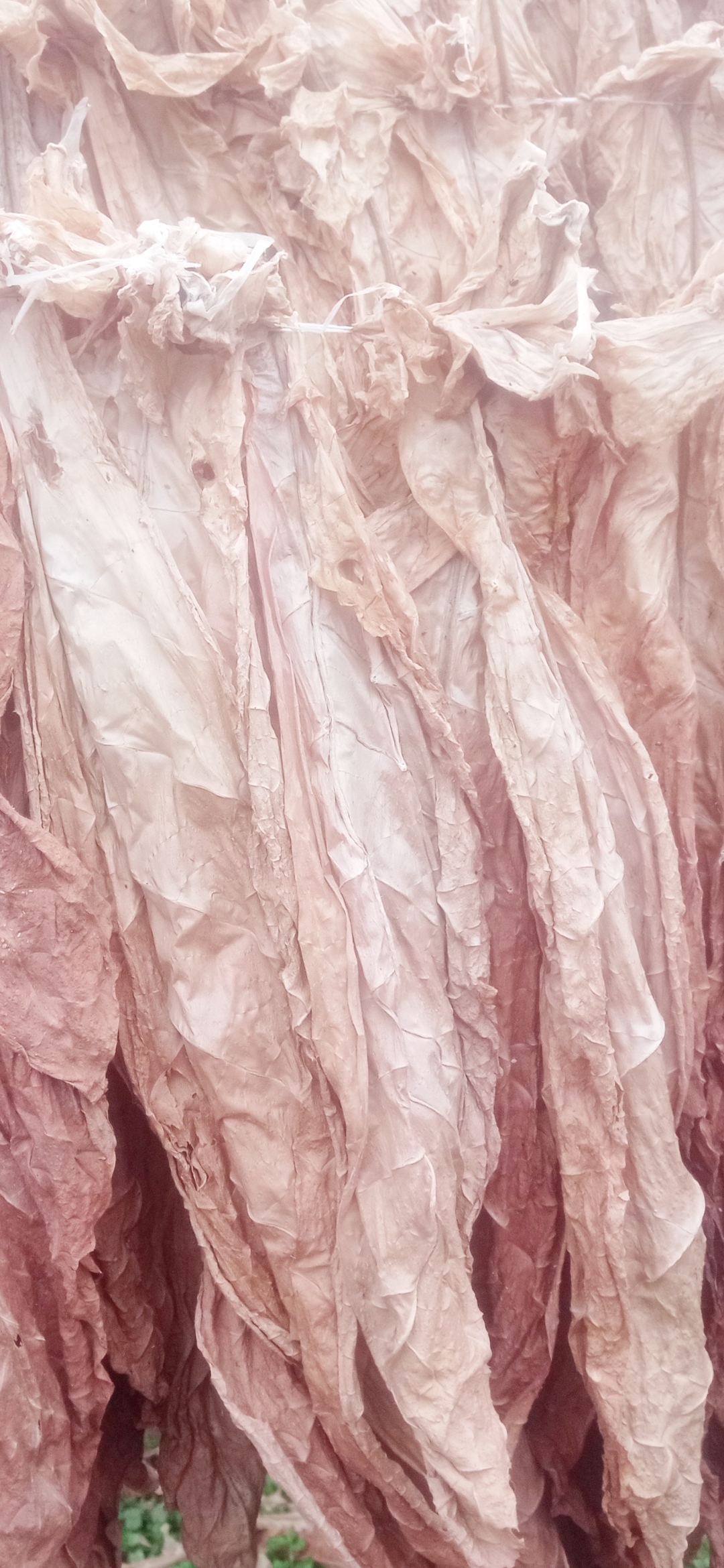 Tutun Frunze 45 lei/kg