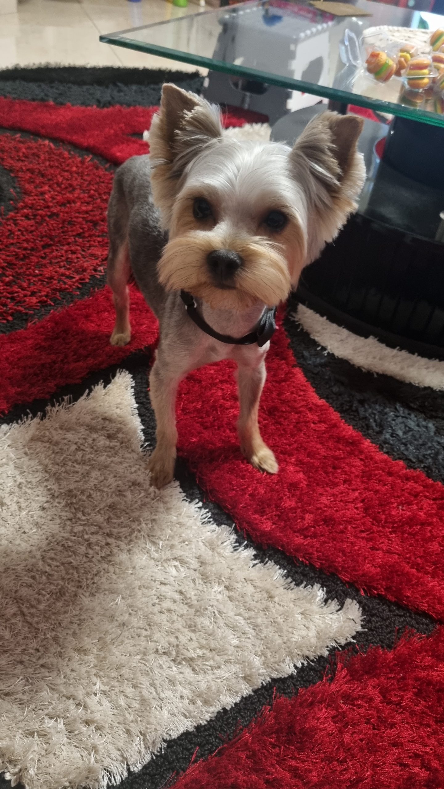 3 pufosenii din raza Yorkshire Terrier își cauta stăpân