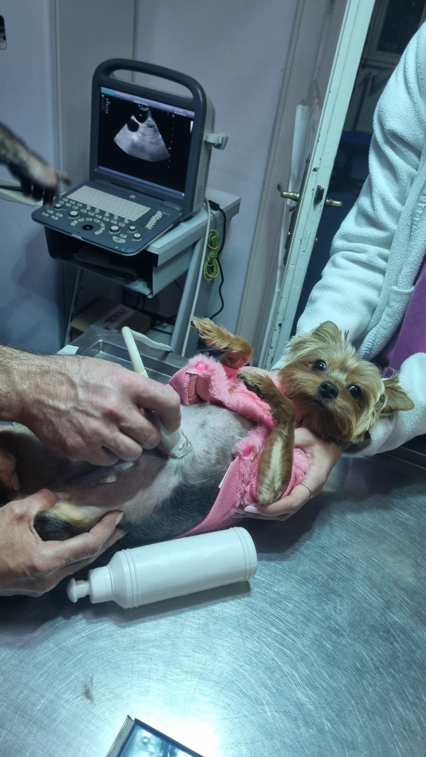 3 pufosenii din raza Yorkshire Terrier își cauta stăpân