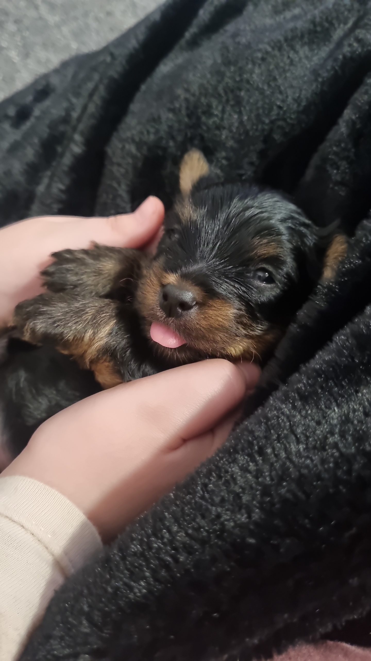 3 pufosenii din raza Yorkshire Terrier își cauta stăpân