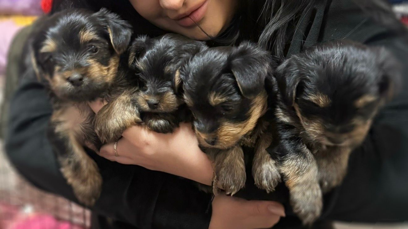 3 pufosenii din raza Yorkshire Terrier își cauta stăpân