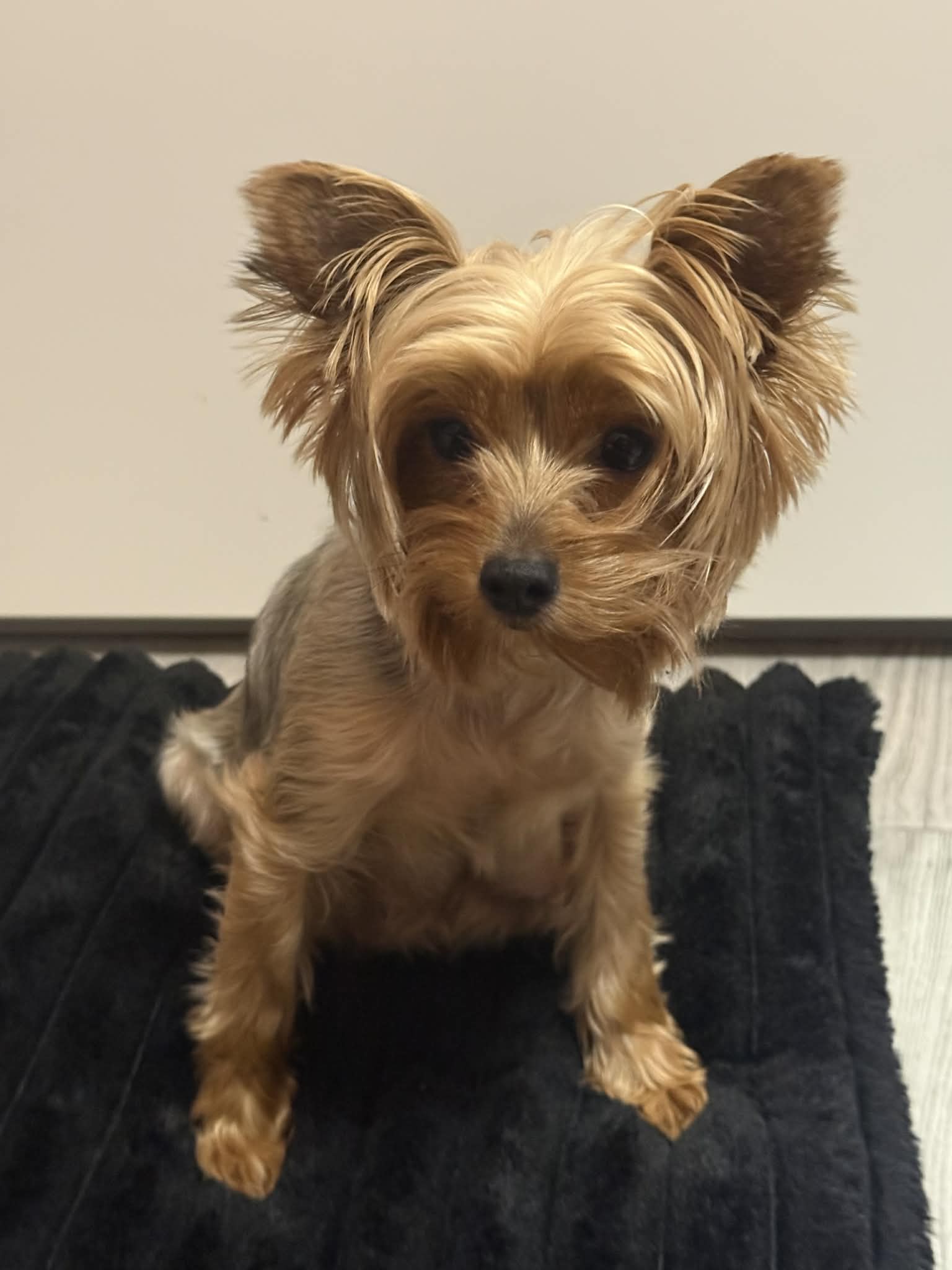 3 pufosenii din raza Yorkshire Terrier își cauta stăpân