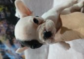 Pui buldog francez