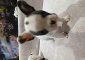 Pui buldog francez