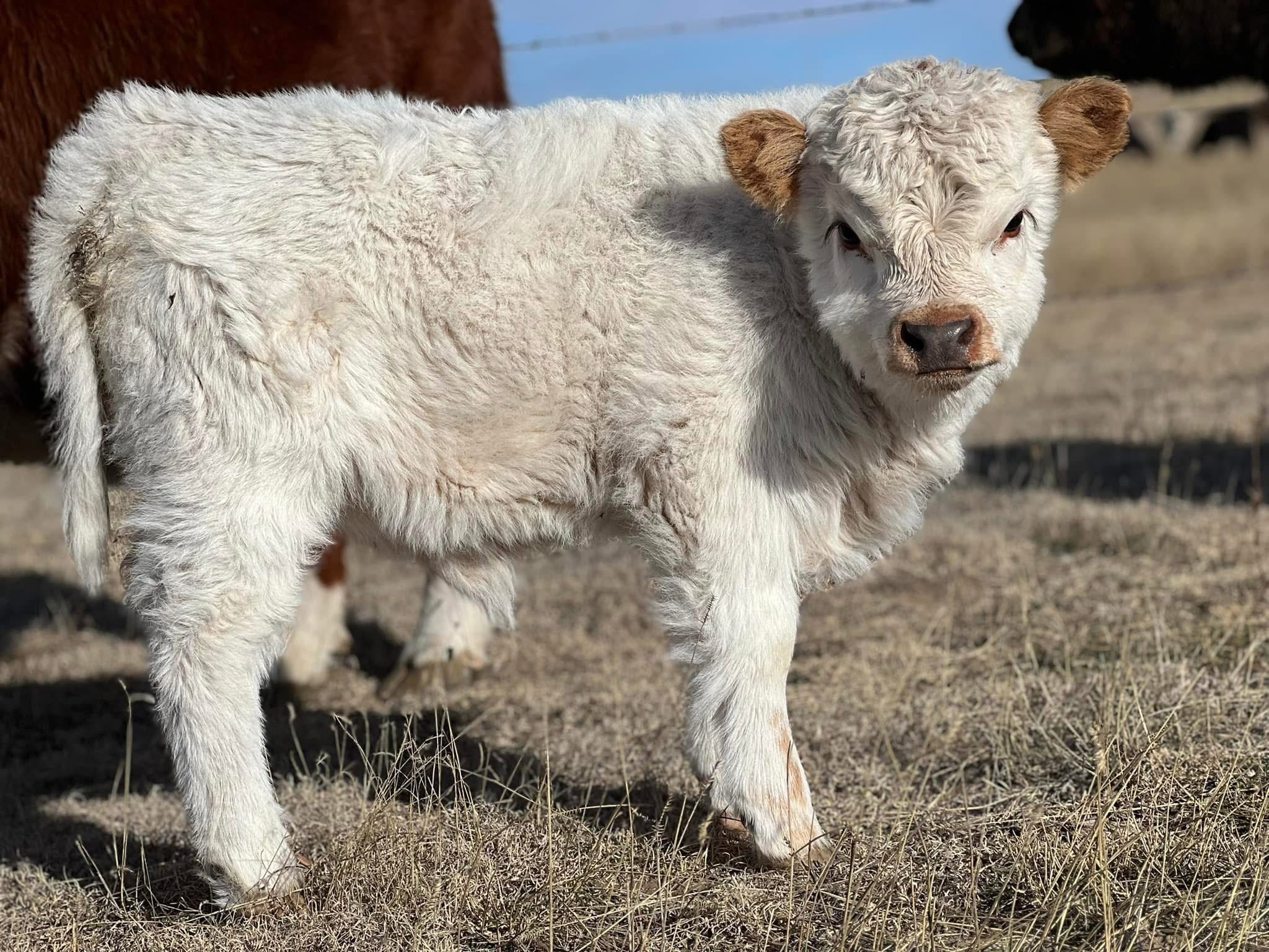 Cumpărați vacă mini highland, vite miniatură de vânzare.