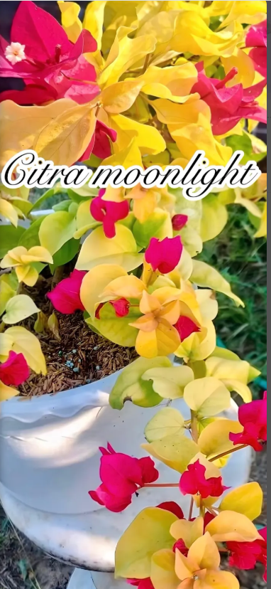 JOB VALEA DANULUI ARGES