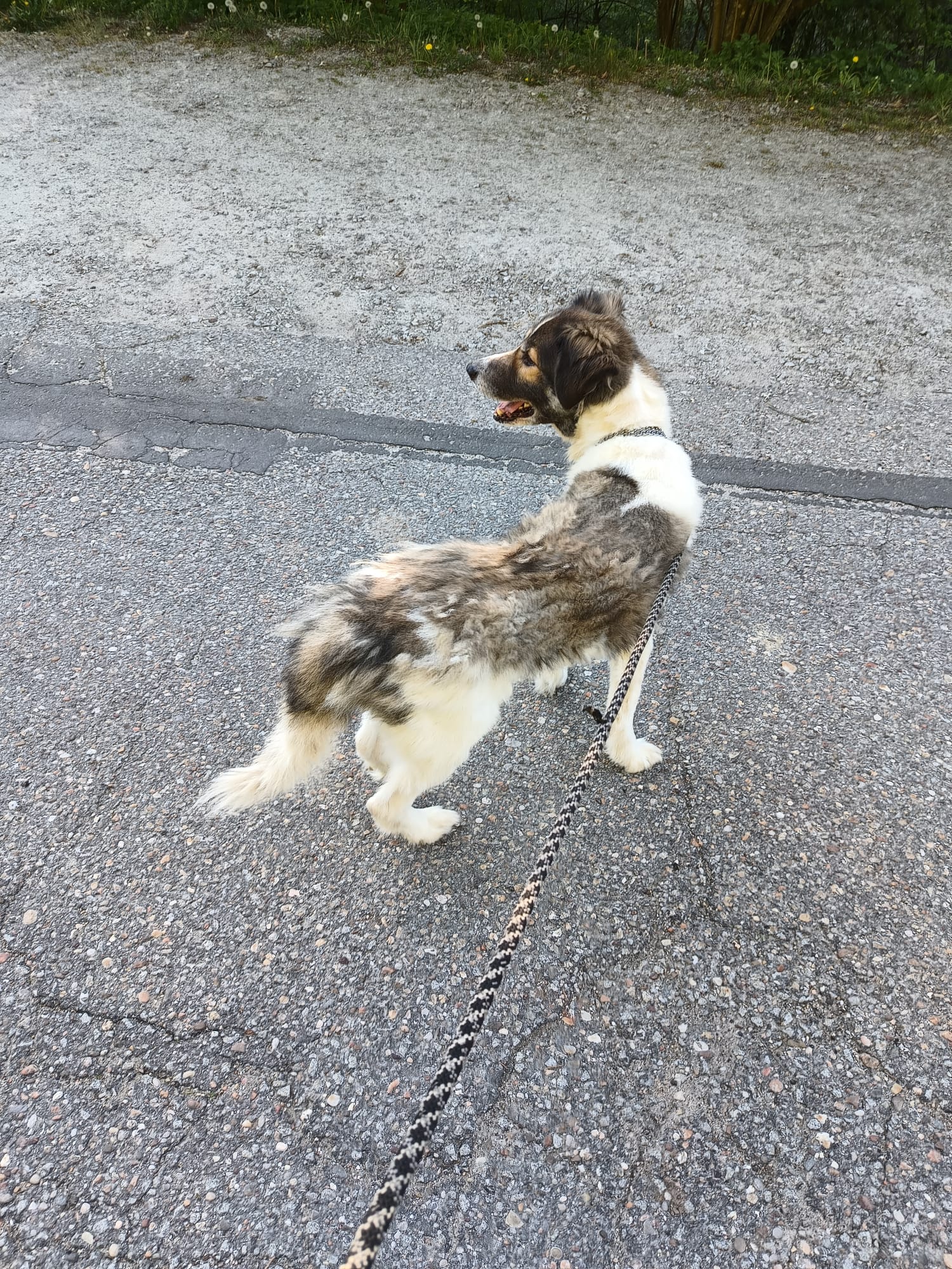Donez un Husky Labrador fără stăpân. Cu toate actele. E un câine atent,iubitor și devotat .