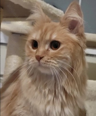 Pisica portocalie – persana