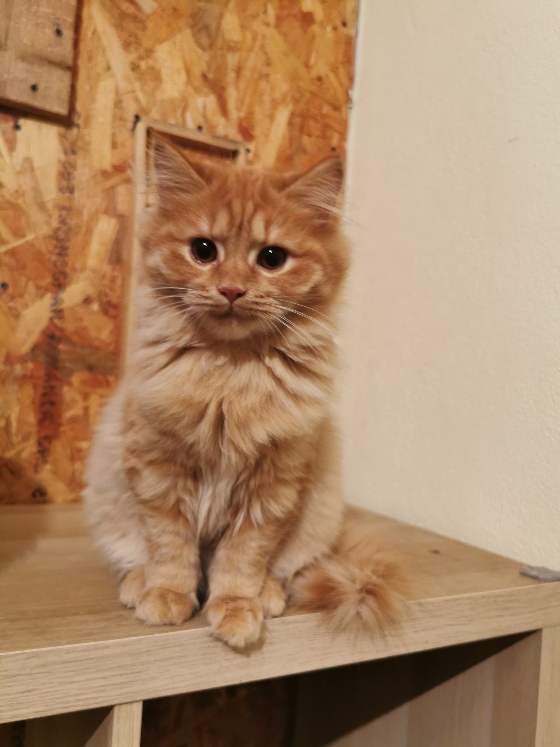 Vand pisicuta portocalie persana / Garfield