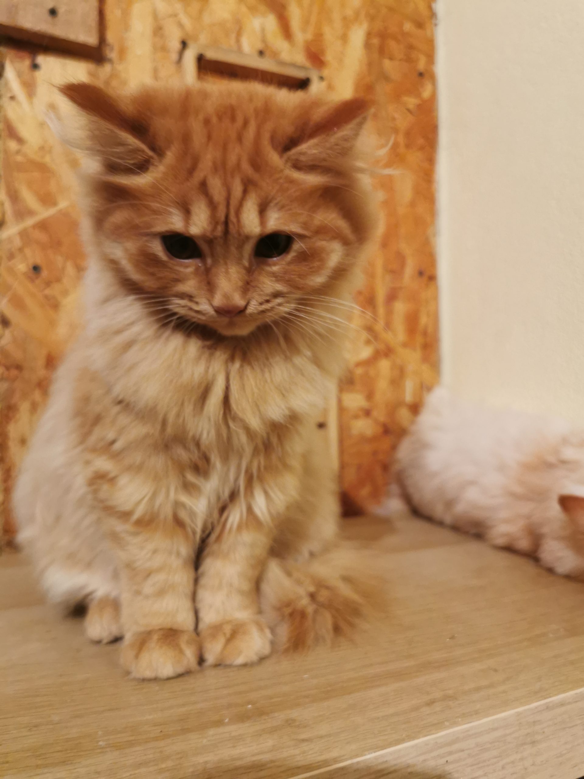 Vand pisicuta portocalie persana / Garfield