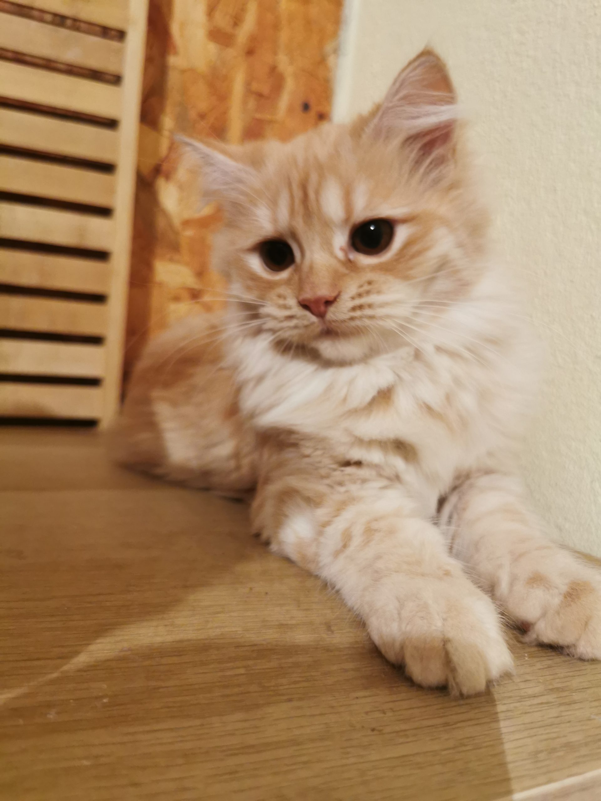 Vand pisicuta portocalie persana / Garfield