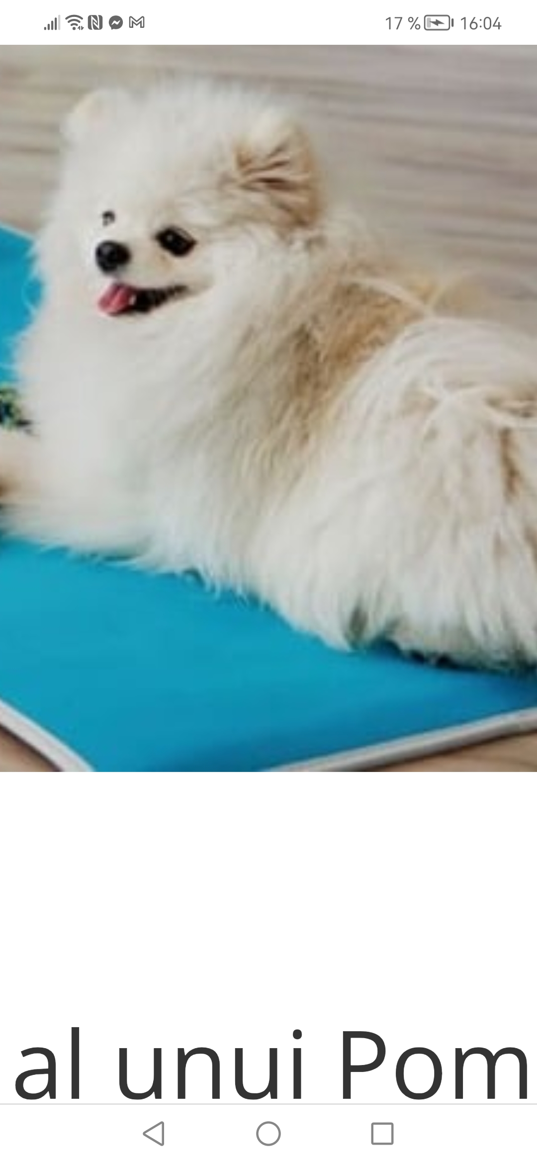 Vând cățeluș pomeranian