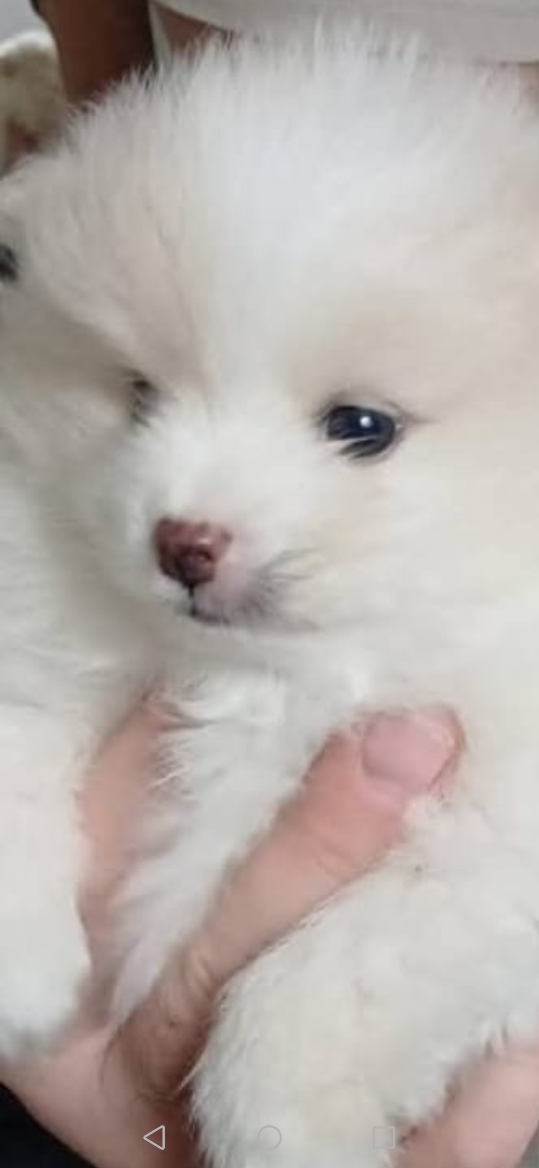 Vând cățeluș pomeranian