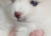 Vând cățeluș pomeranian jucăuș frumos și iubitor prețul este de 2000 ron informați la tel 077099541