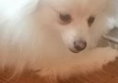 Vând cățeluș pomeranian jucăuș frumos și iubitor prețul este de 2000 ron informați la tel 077099541