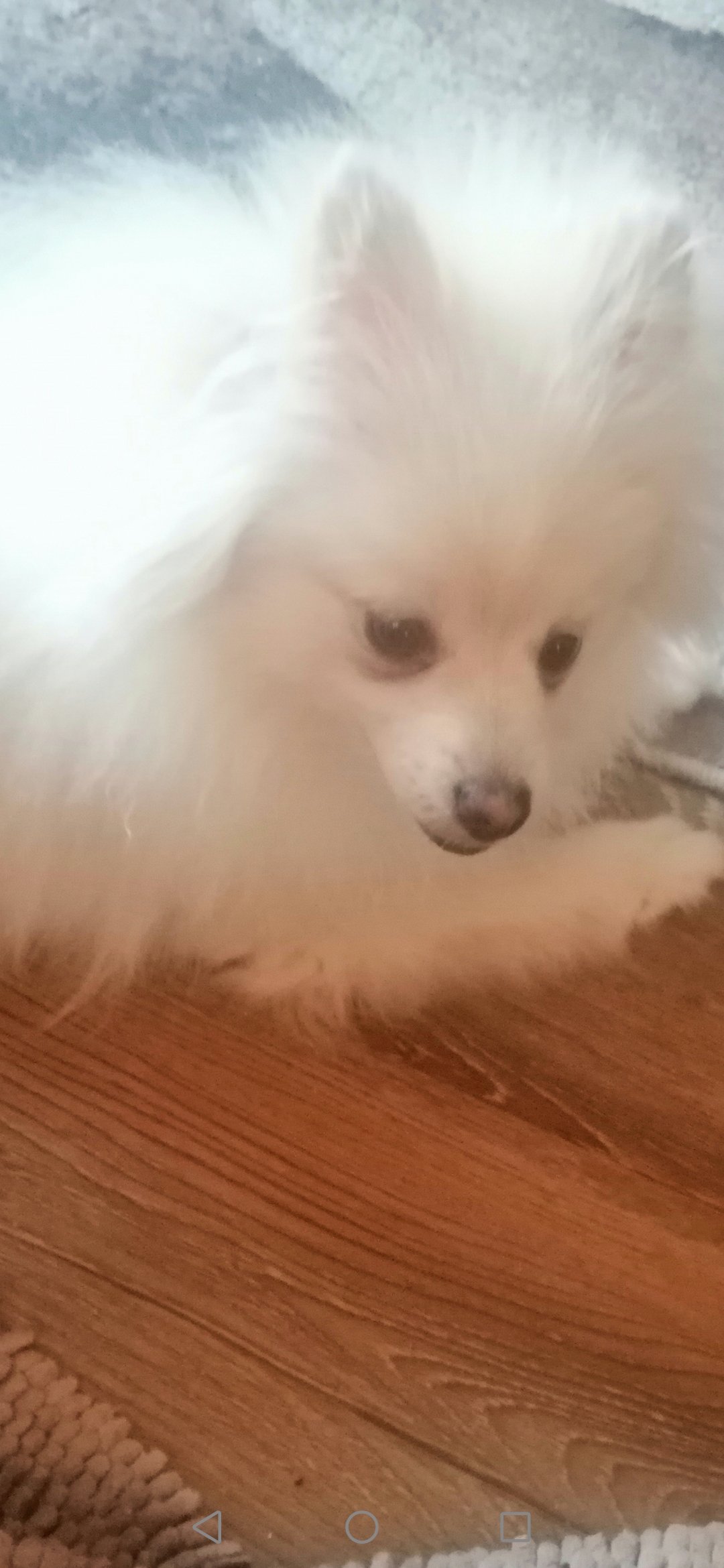 Vând cățeluș pomeranian jucăuș frumos și iubitor prețul este de 2000 ron informați la tel 077099541