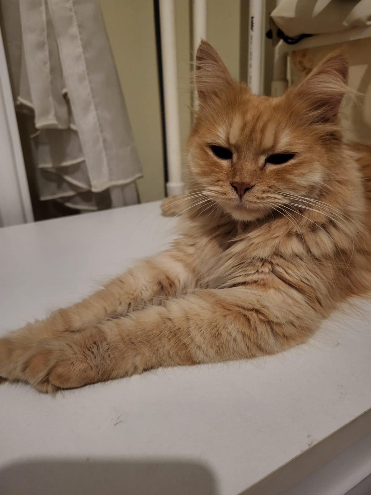 Pisica portocalie – persana