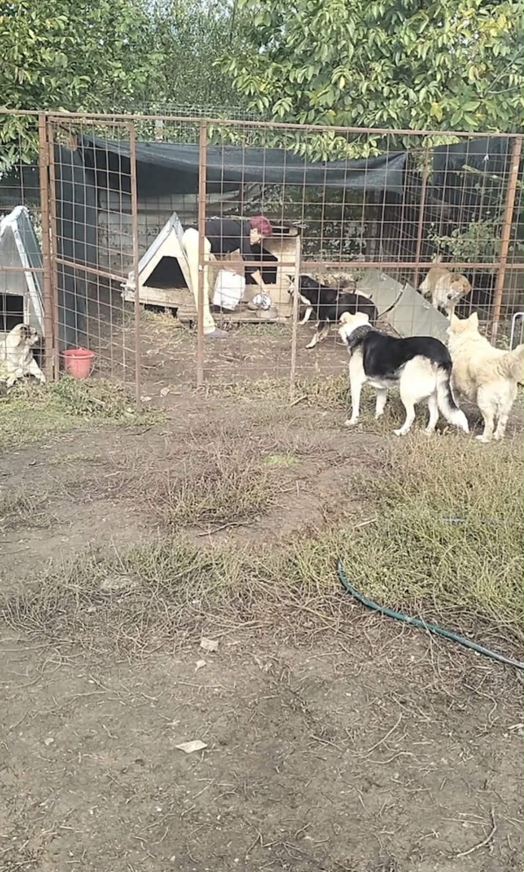 Caut persoană serioasă pentru îngrijirea câinilor și pisicilor într-un refugiu privat