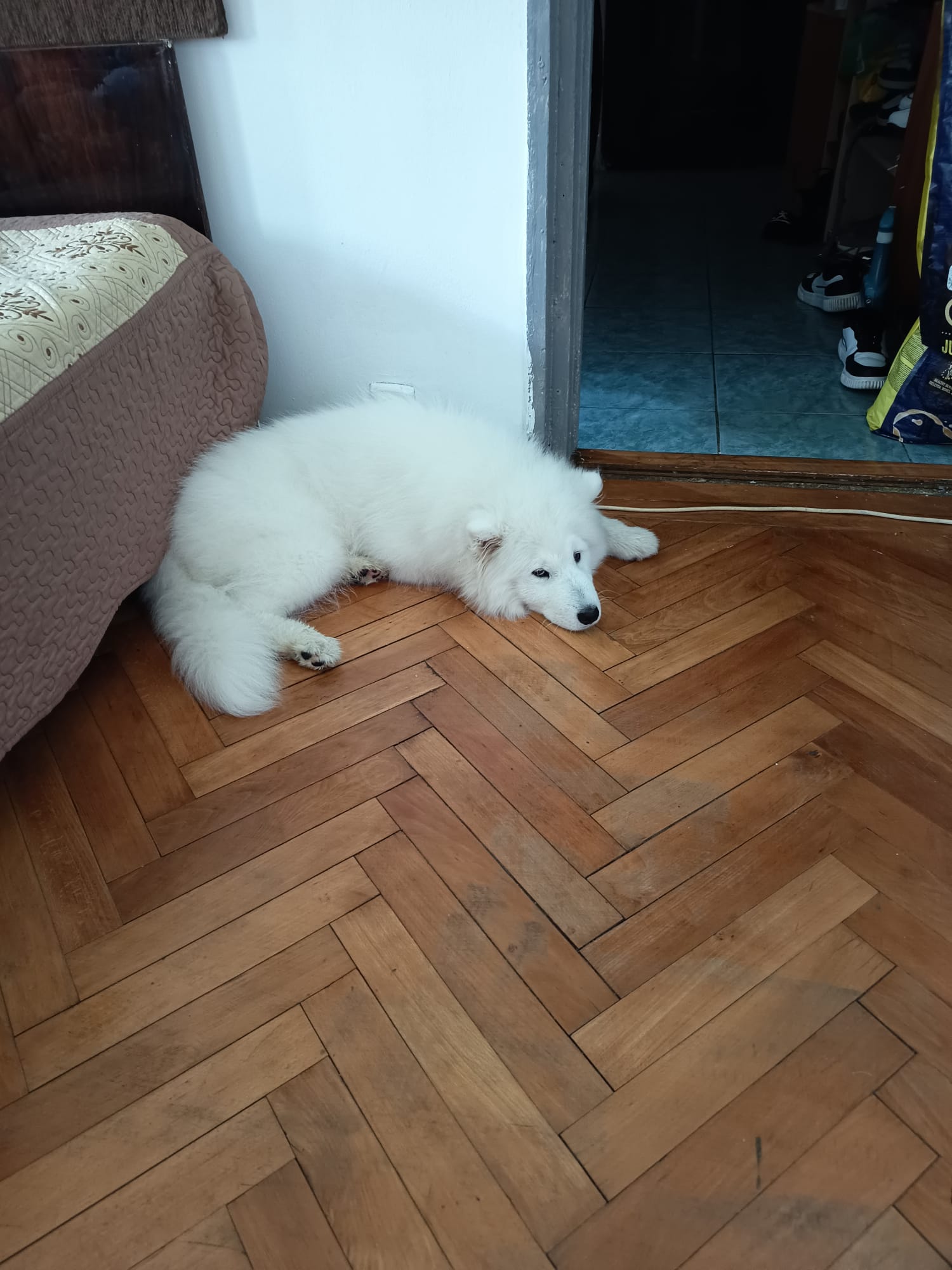 Samoyed de 5 luni