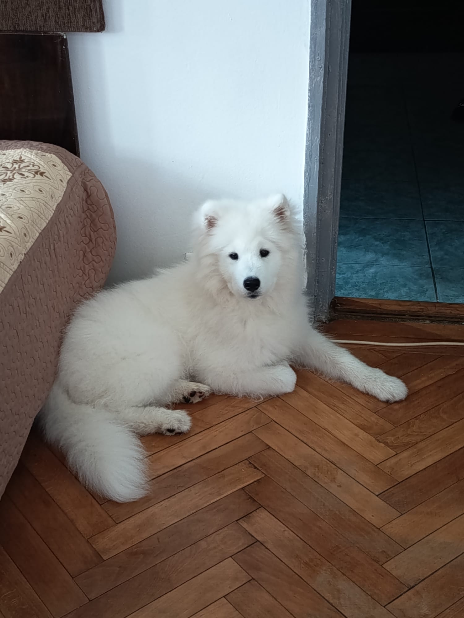 Samoyed de 5 luni