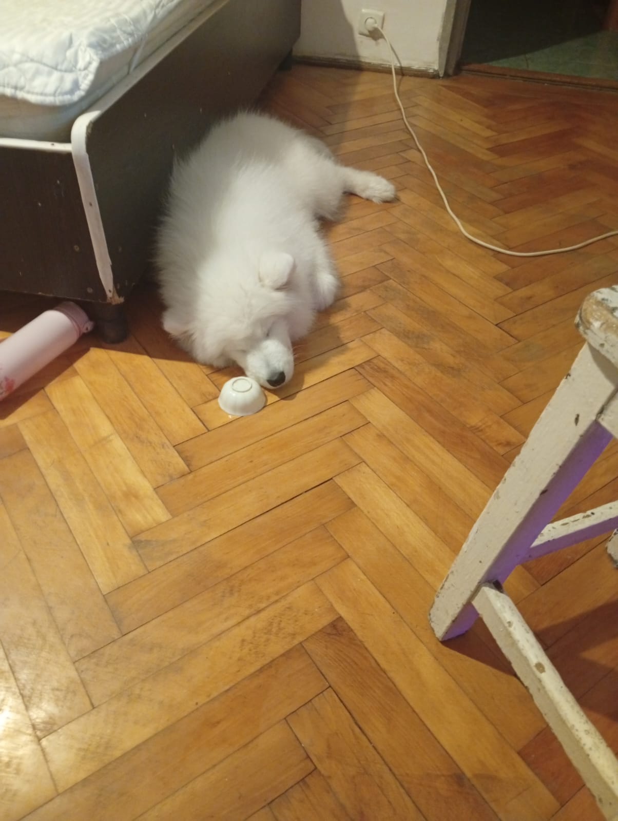 Samoyed de 5 luni