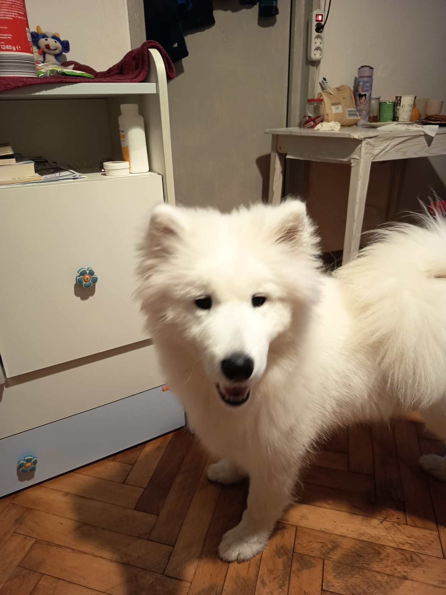 Samoyed de 5 luni