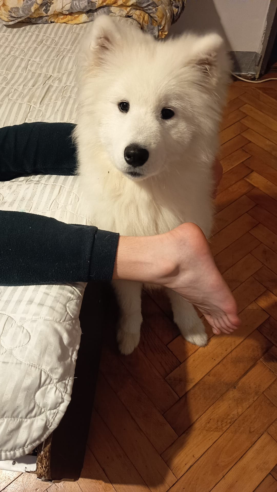 Samoyed de 5 luni