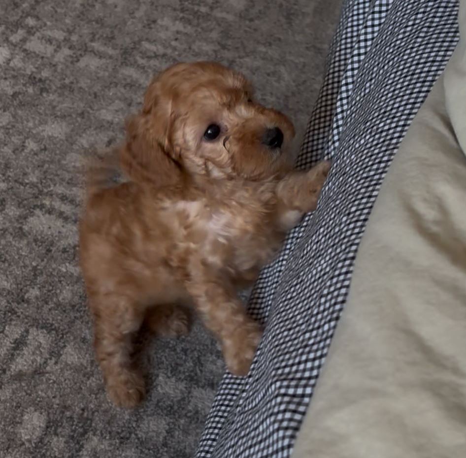 Pui poodle miniature (poodle pitic)