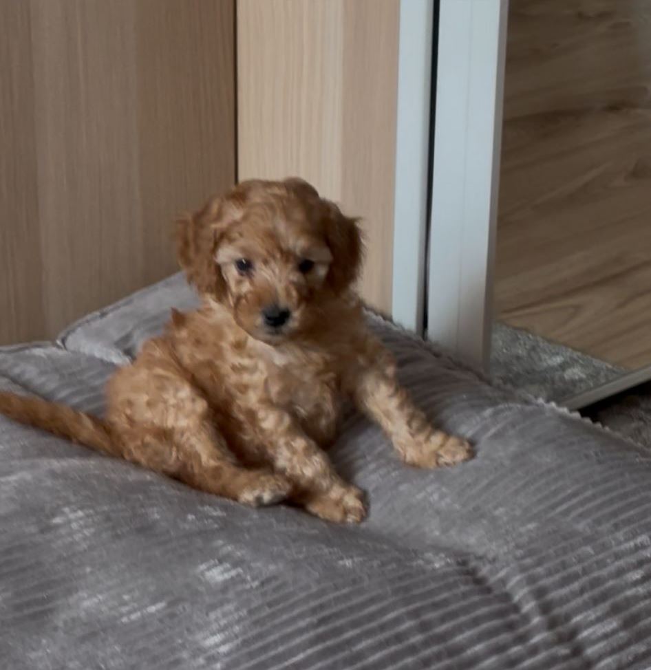 Pui poodle miniature (poodle pitic)