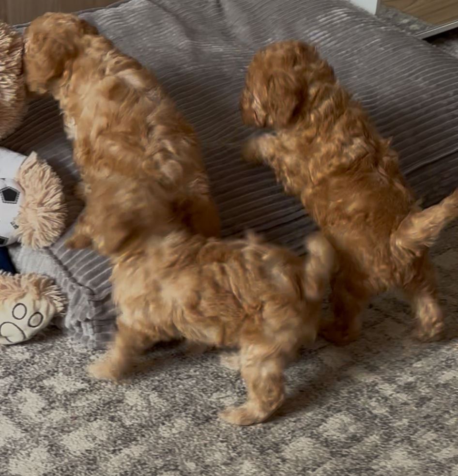 Pui poodle miniature (poodle pitic)