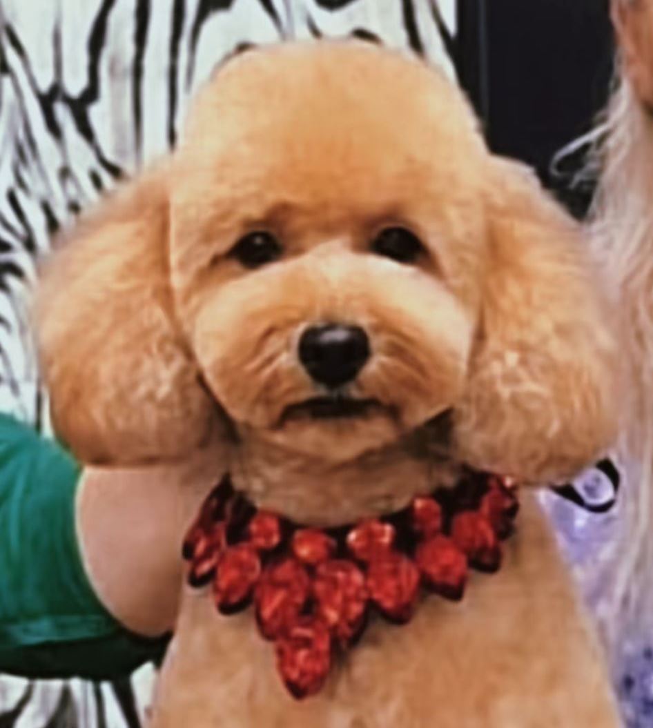 Pui poodle miniature (poodle pitic)
