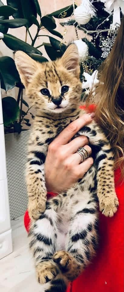 pisoi serval și caracal și frumoasa Savannah