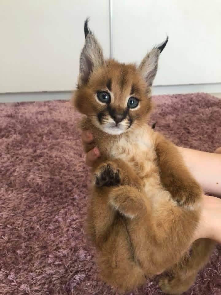 pisoi serval și caracal și frumoasa Savannah