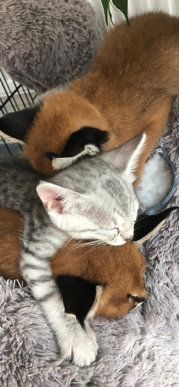 pisoi serval și caracal și frumoasa Savannah