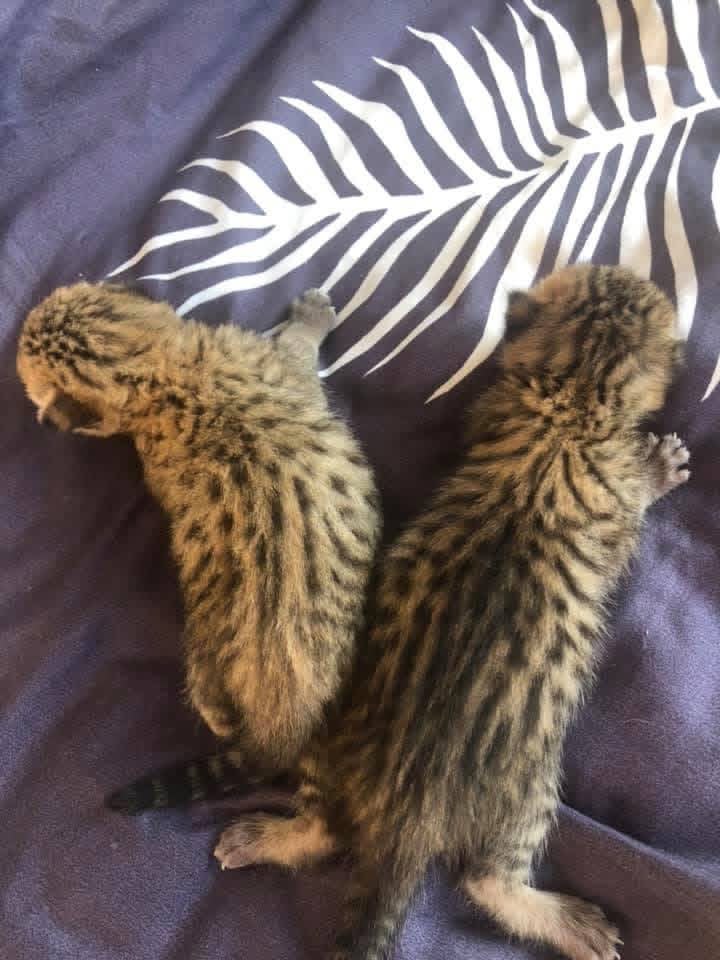pisoi serval și caracal și frumoasa Savannah