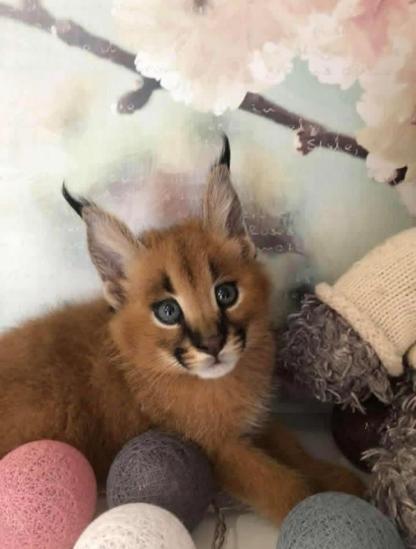 pisoi serval și caracal și frumoasa Savannah