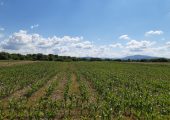 Teren agricol extravilan Podu Oltului la limita UAT Harman si UAT Prejmer Brasov