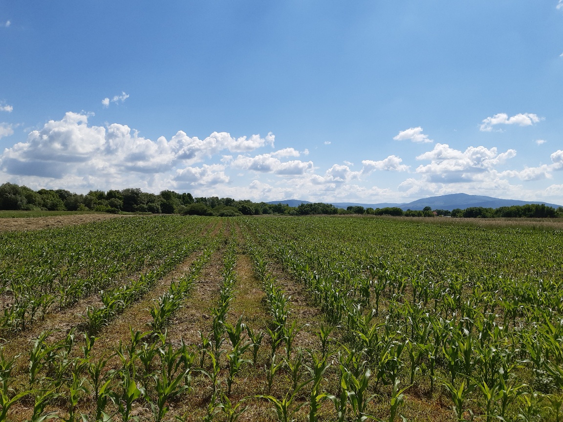 Teren agricol extravilan Podu Oltului la limita UAT Harman si UAT Prejmer Brasov