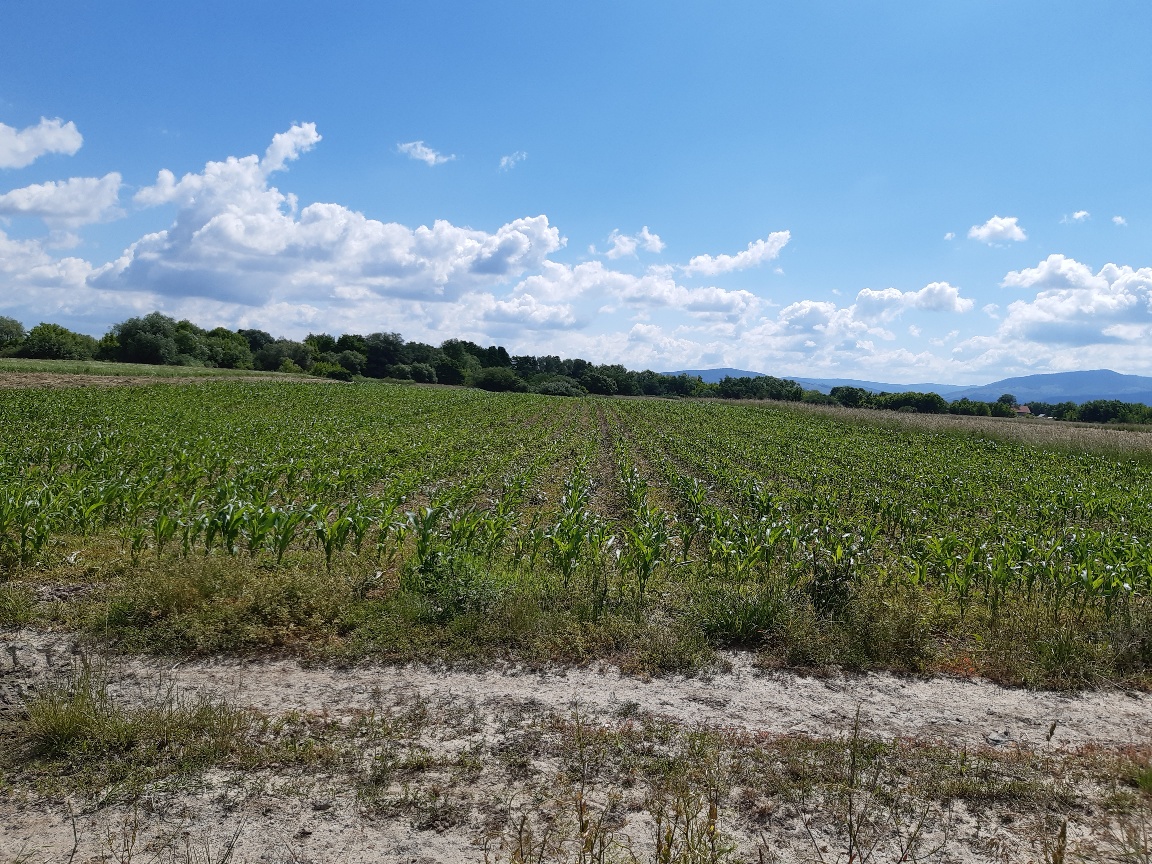 Teren agricol extravilan Podu Oltului la limita UAT Harman si UAT Prejmer Brasov
