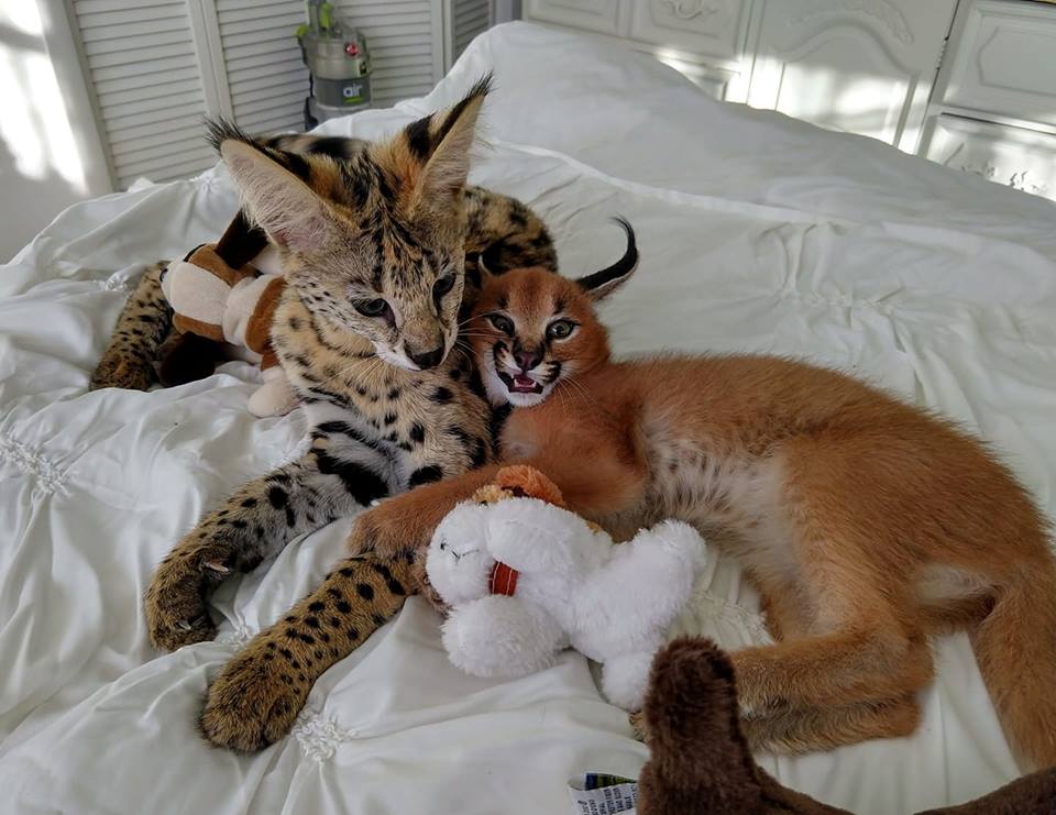 Pisicuțe Caracal și Ocelot
