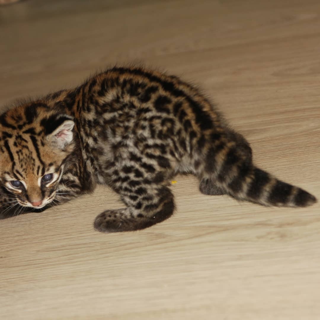 Pisicuțe Caracal și Ocelot