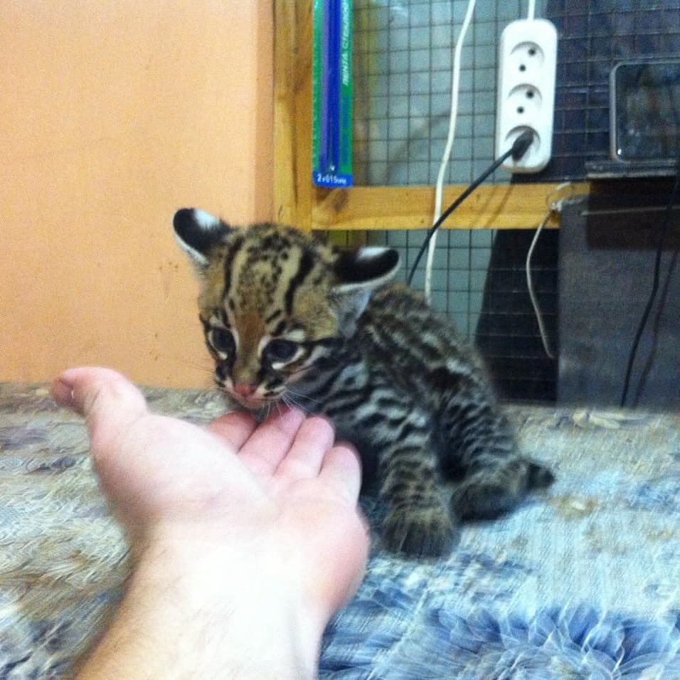 Pisicuțe Caracal și Ocelot