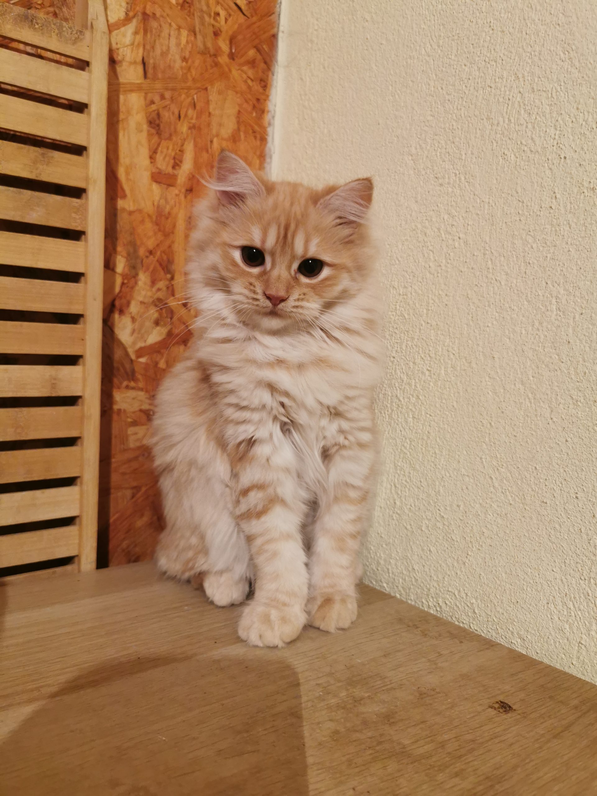 Vand pisicute portocalii persane