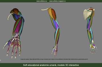 anatomia-bratului