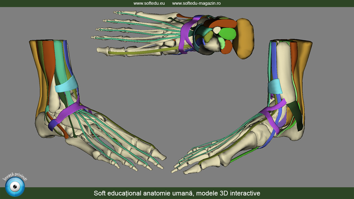 Soft educațional anatomie umană
