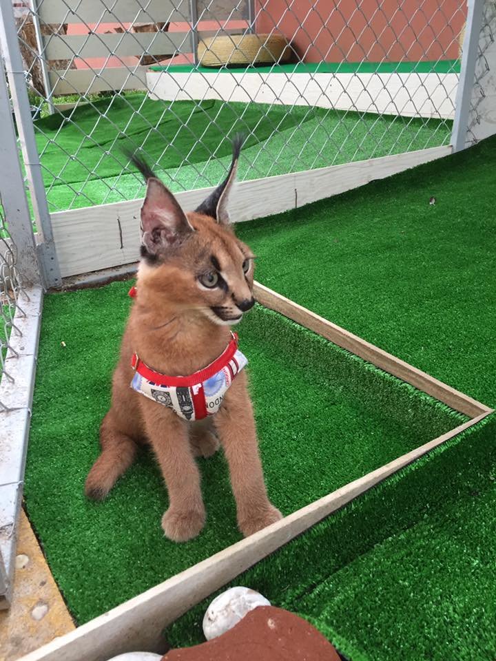 Pisicuțe Caracal și Ocelot