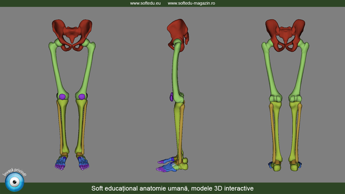 Soft educațional anatomie umană